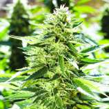 United Cannabis Seeds Lemon Diesel