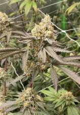United Cannabis Seeds Master Kush