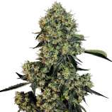 United Cannabis Seeds OG Kush