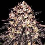 United Cannabis Seeds Pink Runtz