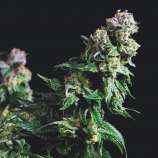 United Cannabis Seeds Purple Urkle