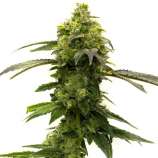 United Cannabis Seeds Rosetta Stone