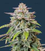 United Cannabis Seeds Runtz Autoflower