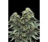 VIP Seeds BL4QKFY4N Weed