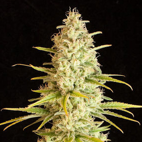marijuana from seed