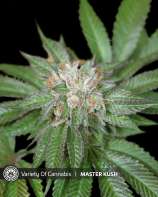 Variety of Cannabis Master Kush