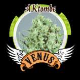 Venus Genetics AKtombe