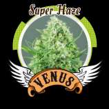 Venus Genetics Super Haze