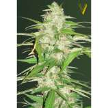 Victory Seeds Auto Ultra Power Plant