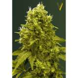 Jack Hammer (Victory Seeds) :: Cannabis Strain Info