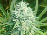 Virgin Seeds Silver OG