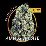 Vision Seeds Amnesia Haze Auto