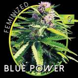 Vision Seeds Blue Power
