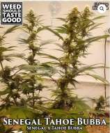 Weed Should Taste Good Senegal Tahoe Bubba