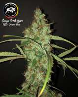 White Buffalo Seed Collective Congo Creek Haze