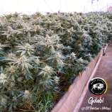 White Buffalo Seed Collective Gulabi