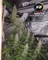 White Buffalo Seed Collective Jamaican Puna