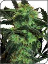 White ice cannabis seeds