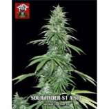 Xtreme Seeds Co. Sour Ryder ASB
