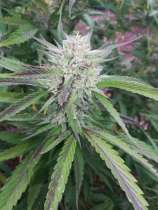 Yellowhammer Genetics CannaTsu F3