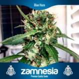 Zamnesia Blue Dream