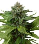 Blue Widow (Zativo) :: Cannabis Strain Info