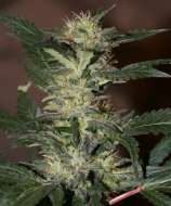 Zenseeds Diesel Star