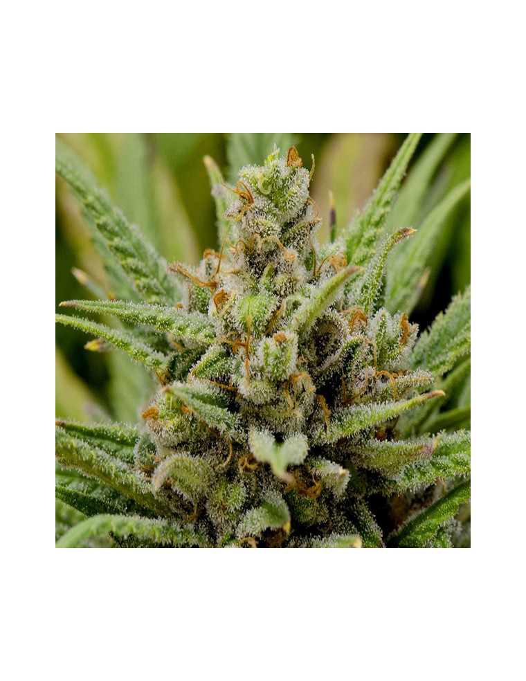 Lemon Haze (Zoo Seeds) :: Cannabis Strain Info