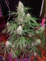 Picture from horakio2 (Auto Blueberry)