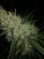 Picture from horakio2 (Auto Blueberry)