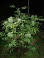 Picture from goldenskunk (Do Si Dos Cookies)