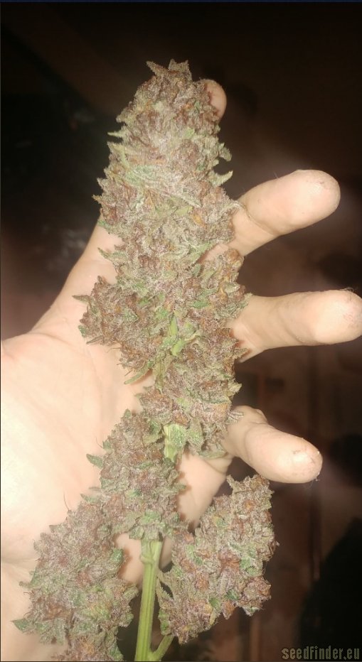 2Buds Genetics Coco Grape