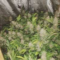 Picture from 2Buds (Coco Grape)