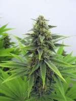 Malawi x PCK (ACE Seeds) :: Cannabis Strain Gallery