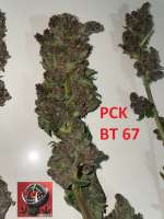 Picture from Snooky (Pakistan Chitral Kush)