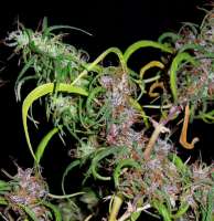 ACE Seeds Purple Haze - photo made by Screenshot