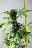 Advanced Seeds Auto NYC Diesel - photo made by Hylon