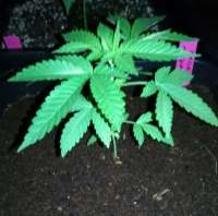 Picture from Wiji30 (Durban Poison)