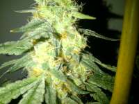 Picture from SoSeRthc1 (Alien Rock Candy)