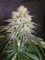 Picture from Samiam (Rootbeer Rock Candy Bx1)