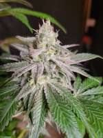 Picture from Samiam (Rootbeer Rock Candy Bx1)