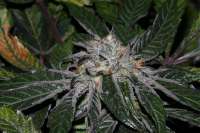 Picture from alpineseeds1 (DeepChunk S1)