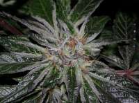 Picture from alpineseeds1 (DeepChunk S1)