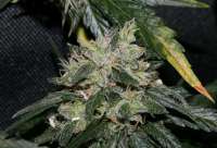 Picture from alpineseeds1 (Erdbeer x Deep Chunk)