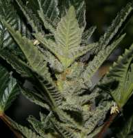 Picture from admin (Erdbeer x Sweet Pink Grapefruit)