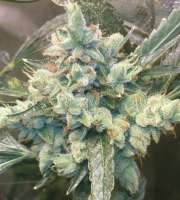 Picture from Weedlife (OG Kush-LemonLarry)