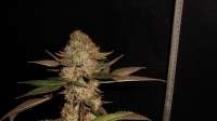 Alpine-Seeds OG.Kush-LemonLarry IBL - photo made by tuco2co