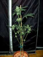 Picture from Stamina (OG Kush-LemonLarry x ECSD BX1)