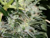 Picture from alpineseeds1 (OG Kush-LemonLarry x OG Kush SFV BX1)