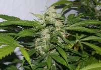 Picture from alpineseeds1 (SPG Breeding Line 2)